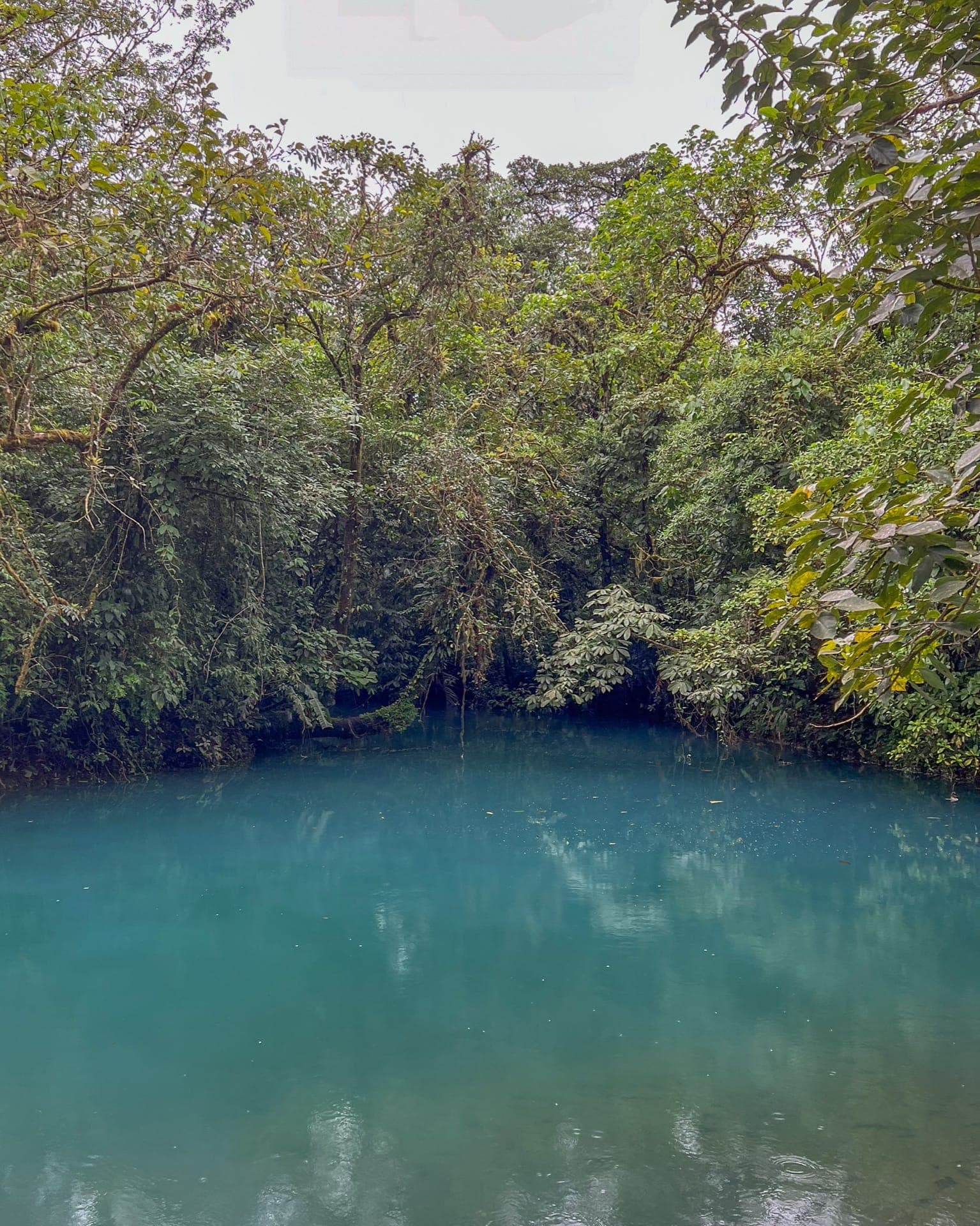 Dschungel in Costa Rica