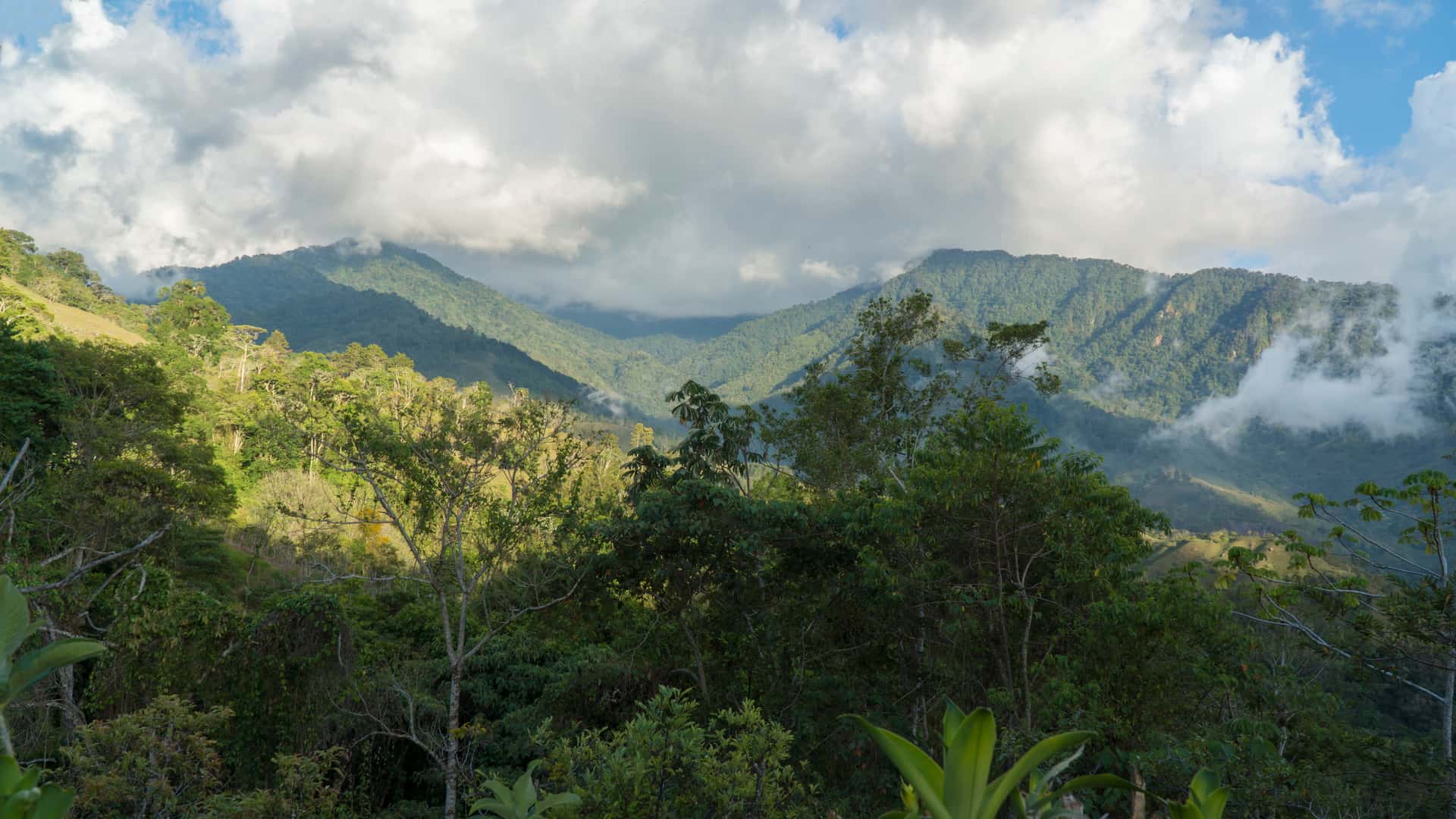 Blick über den Regenwald auf die bewaldeten Bergketten Costa Ricas