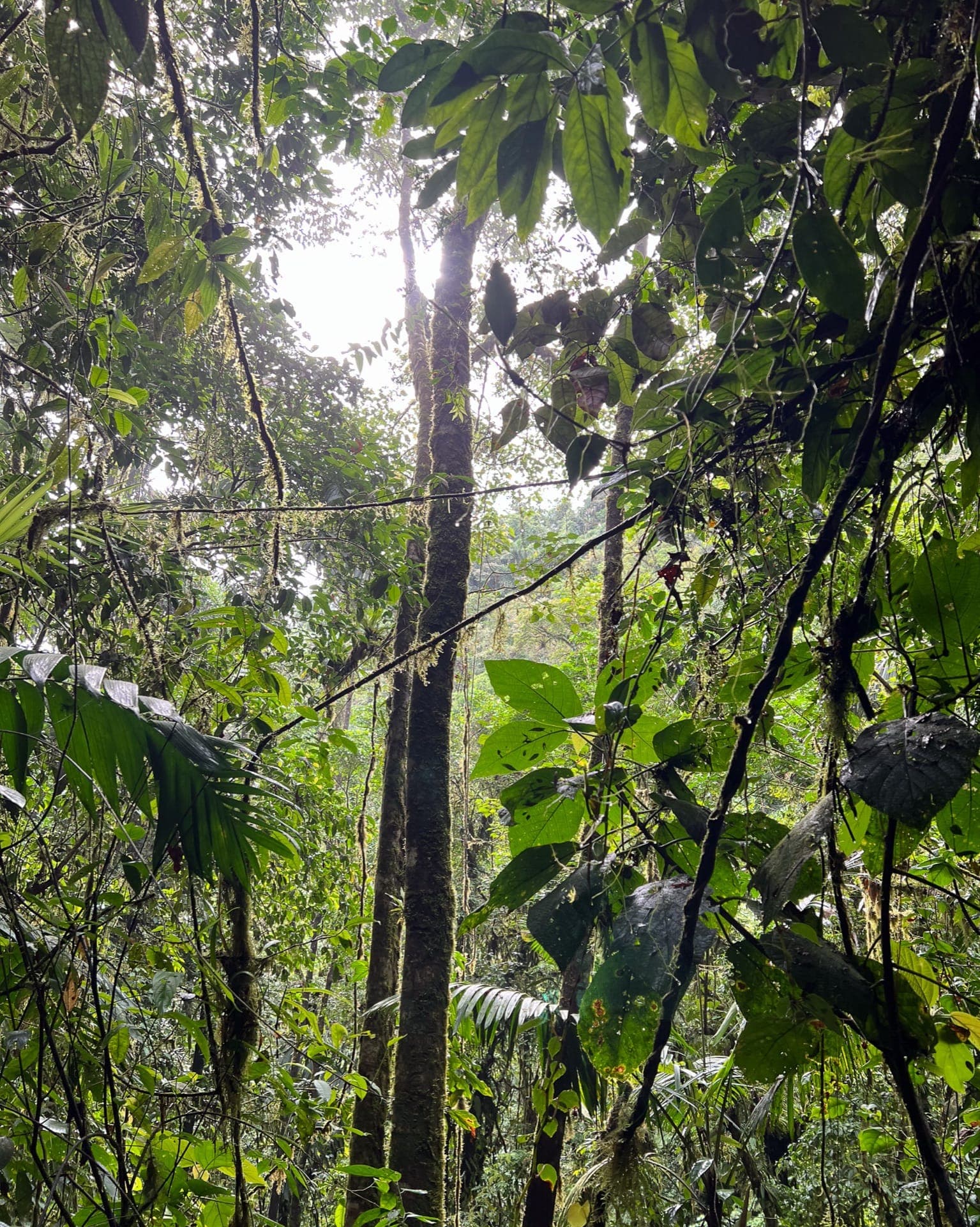 Looking up through the canopy of Costa Rica's cloud forest