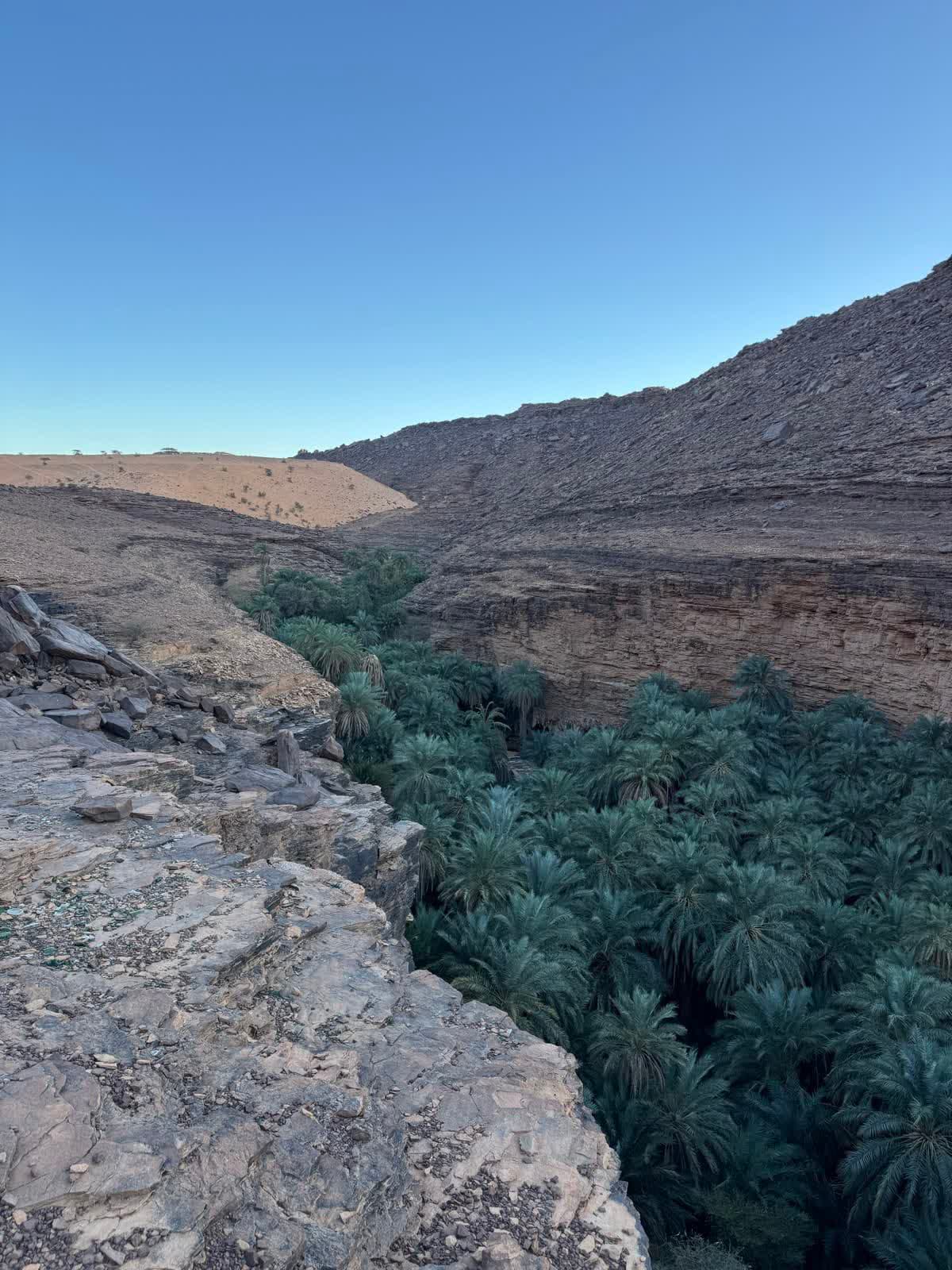 Blick von der Felskante auf einen dicht mit Dattelpalmen bewachsenen Wüstencanyon
