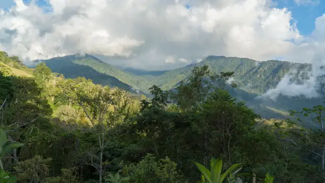 Blick über den Regenwald auf die bewaldeten Bergketten Costa Ricas